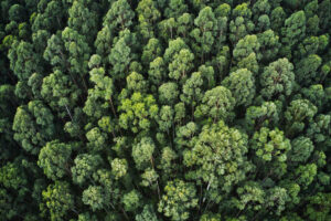 Forest bathing a Cortina